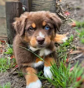 Cachorros Pastor Australiano