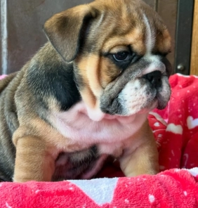 Cachorro Bulldog inglés