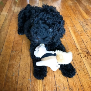 Cachorro De agua espanol