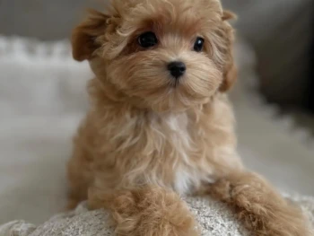 {{brizy_dc_image_alt entityId=