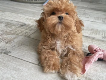 {{brizy_dc_image_alt entityId=