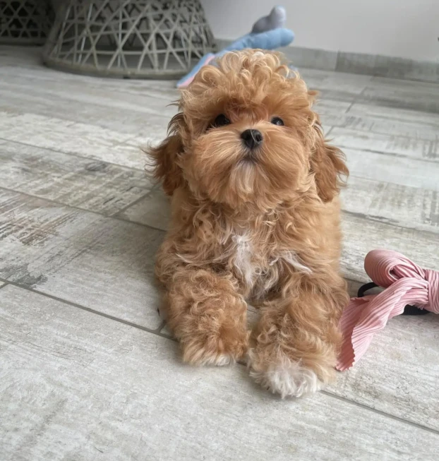 {{brizy_dc_image_alt entityId=