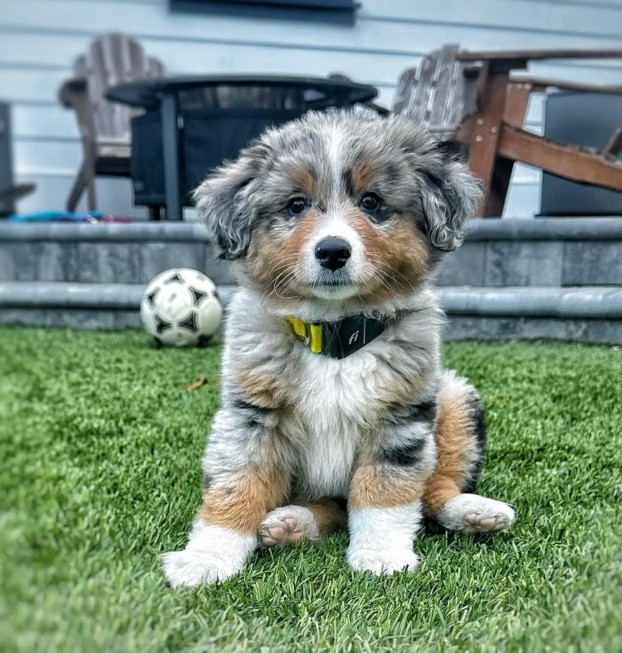 {{brizy_dc_image_alt entityId=