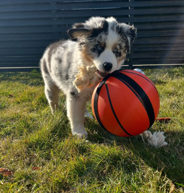 {{brizy_dc_image_alt entityId=