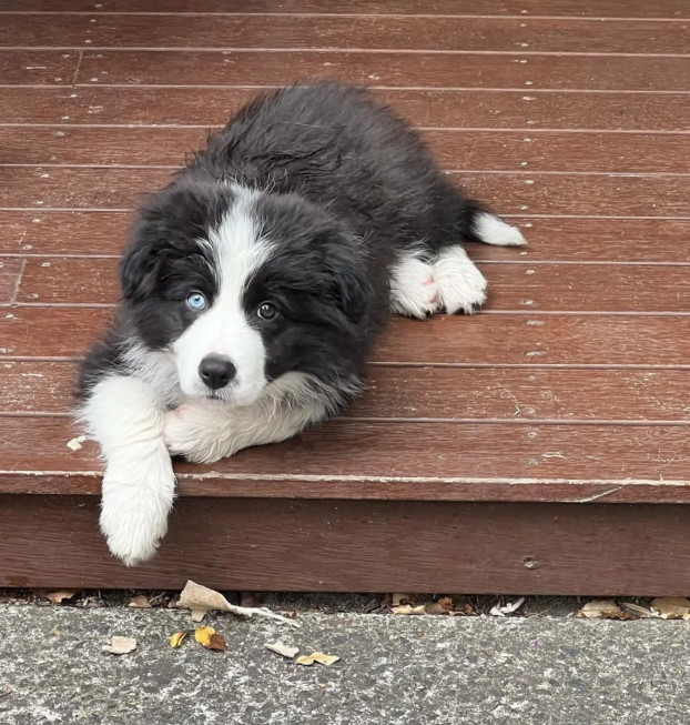 {{brizy_dc_image_alt entityId=