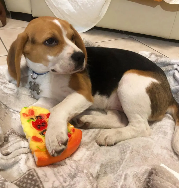 {{brizy_dc_image_alt entityId=