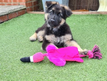 {{brizy_dc_image_alt entityId=