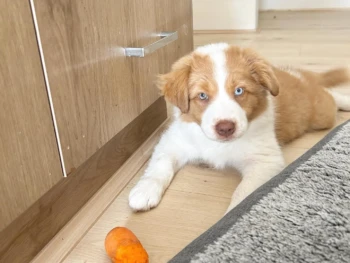 {{brizy_dc_image_alt entityId=