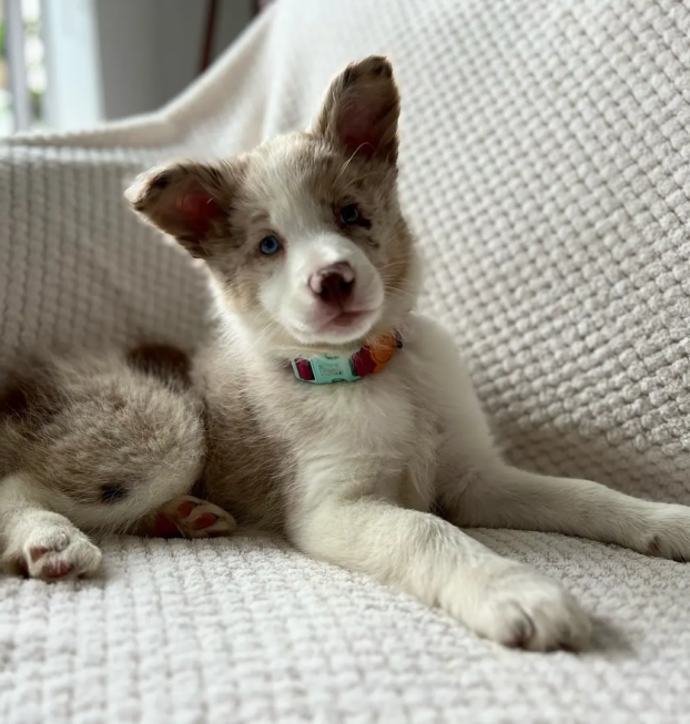 {{brizy_dc_image_alt entityId=