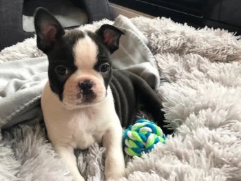 {{brizy_dc_image_alt entityId=