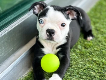 {{brizy_dc_image_alt entityId=