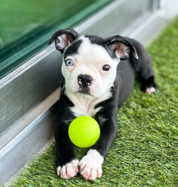 {{brizy_dc_image_alt entityId=