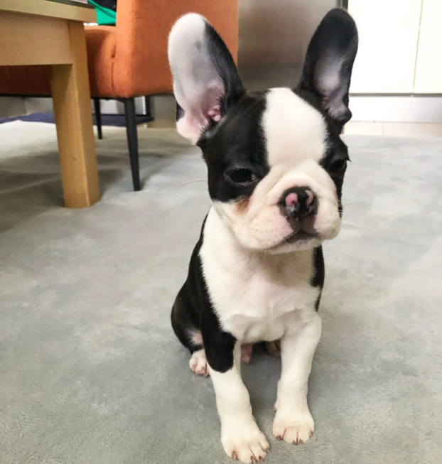 {{brizy_dc_image_alt entityId=