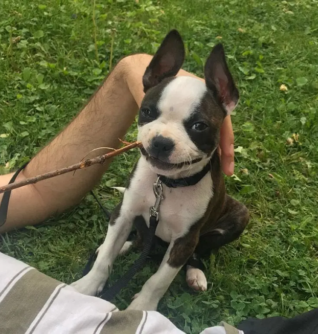 {{brizy_dc_image_alt entityId=