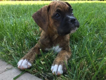 {{brizy_dc_image_alt entityId=