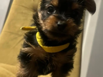 {{brizy_dc_image_alt entityId=