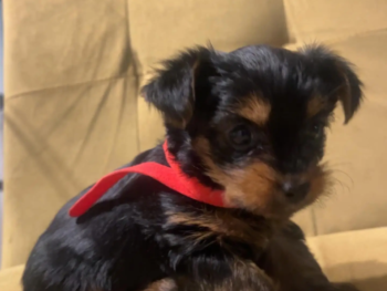 {{brizy_dc_image_alt entityId=