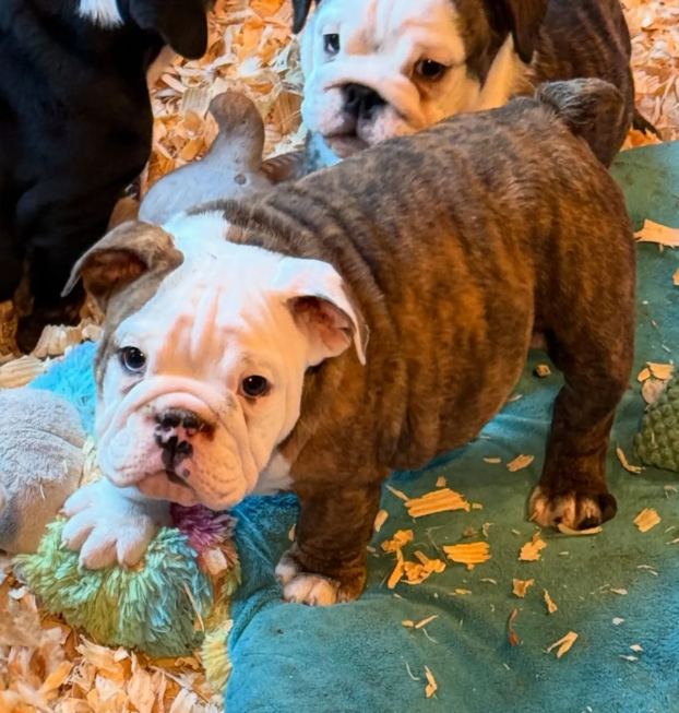 {{brizy_dc_image_alt entityId=