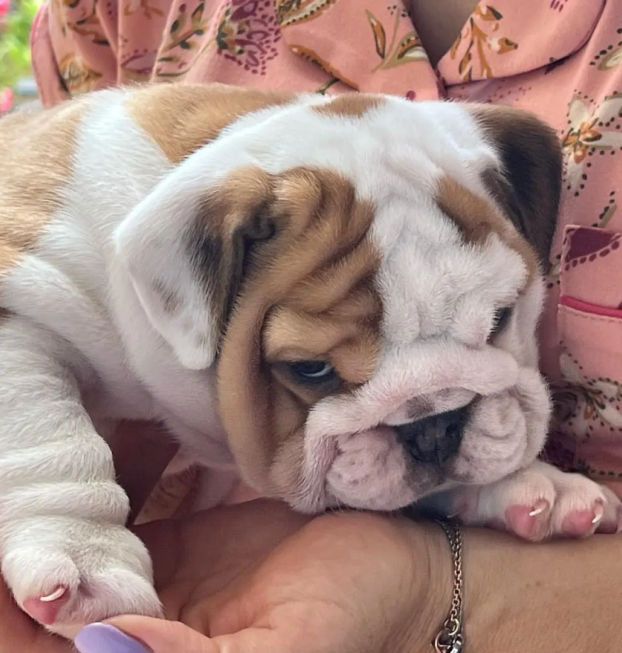 {{brizy_dc_image_alt entityId=