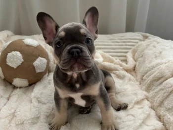 {{brizy_dc_image_alt entityId=