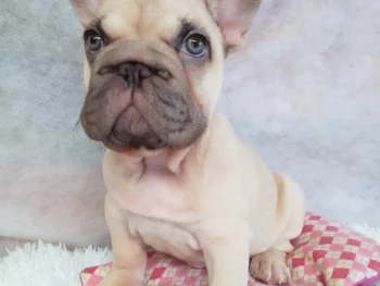 {{brizy_dc_image_alt entityId=