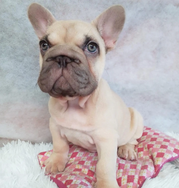 {{brizy_dc_image_alt entityId=