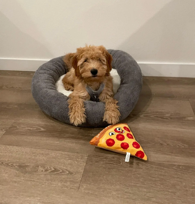 {{brizy_dc_image_alt entityId=