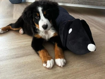 {{brizy_dc_image_alt entityId=