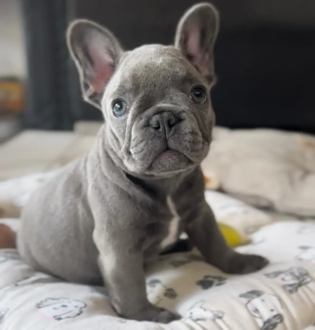 {{brizy_dc_image_alt entityId=