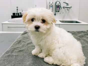 {{brizy_dc_image_alt entityId=