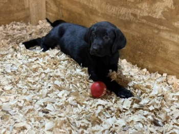 {{brizy_dc_image_alt entityId=