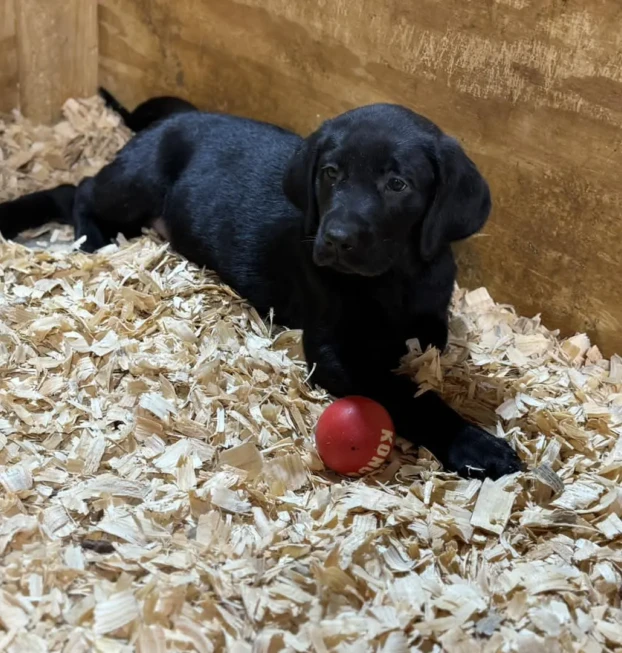 {{brizy_dc_image_alt entityId=