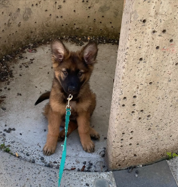 {{brizy_dc_image_alt entityId=