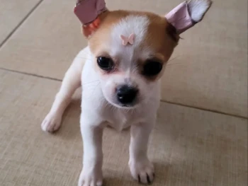 {{brizy_dc_image_alt entityId=