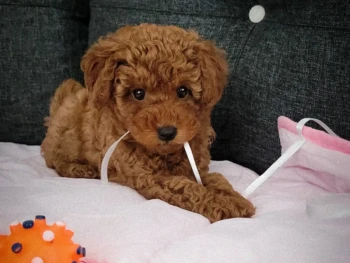 {{brizy_dc_image_alt entityId=