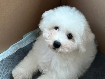 {{brizy_dc_image_alt entityId=