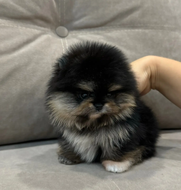 {{brizy_dc_image_alt entityId=