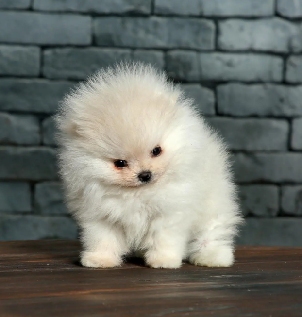 {{brizy_dc_image_alt entityId=