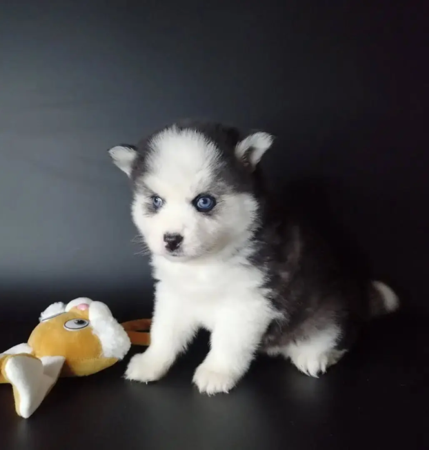 {{brizy_dc_image_alt entityId=