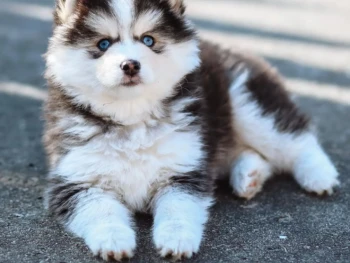 {{brizy_dc_image_alt entityId=