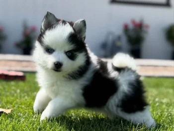 {{brizy_dc_image_alt entityId=