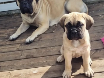 {{brizy_dc_image_alt entityId=