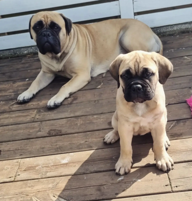 {{brizy_dc_image_alt entityId=