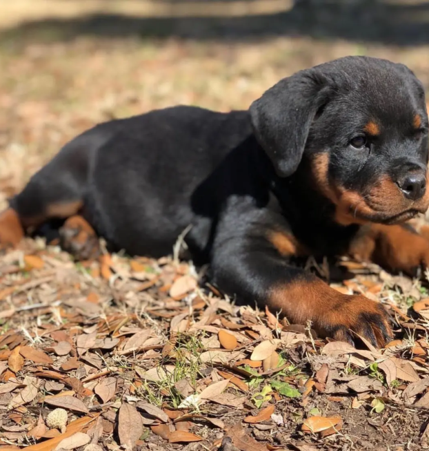 {{brizy_dc_image_alt entityId=