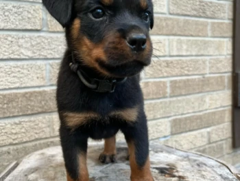 {{brizy_dc_image_alt entityId=