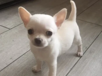 {{brizy_dc_image_alt entityId=