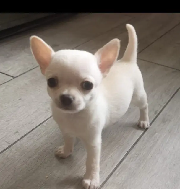 {{brizy_dc_image_alt entityId=