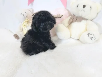 {{brizy_dc_image_alt entityId=