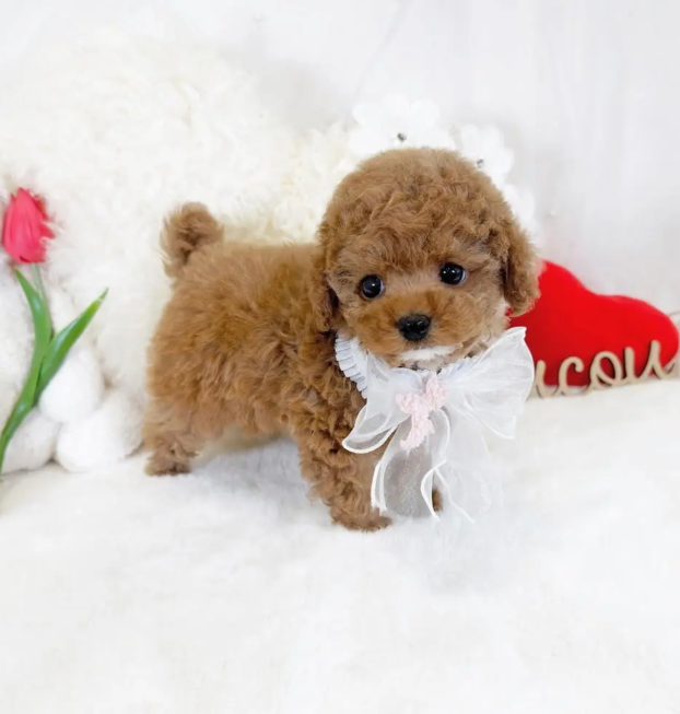 {{brizy_dc_image_alt entityId=