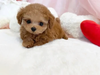 {{brizy_dc_image_alt entityId=